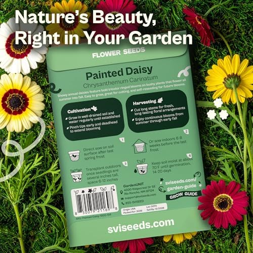 1500 SVI Painted Daisy Seeds (Chrysanthemum Carinatum) – Daisy Seed Packets Bulk, Chrysanthemum Flowers Seed Mix Wildflowers – Annual Cut Flower Seeds for Outdoor Garden, Flower Garden, Containers - Image 2