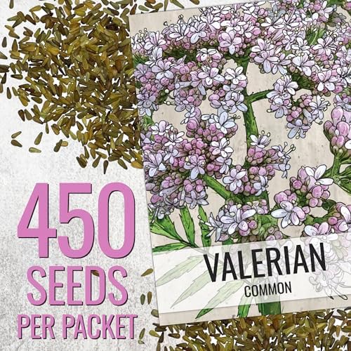 Seed Needs Valerian Seeds to Plant an Herb Garden - 1 Pack - Image 3
