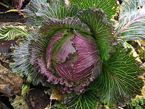 Cabbage 'January King No 3'- French Heirloom - Cold-Hardy - Crisp and Crunchy!! (25 - Seeds) - Image 6