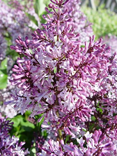 Live Plant from Green Promise Farms - Syringa patula 'Miss Kim' Lilac, #2 Gallon Size Container, Purple Fragrant Flowers - Image 4