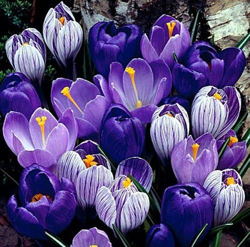 Blue Moon Mix Crocus 20 Bulbs - Blues and Purples - 8/9cm by Unknown