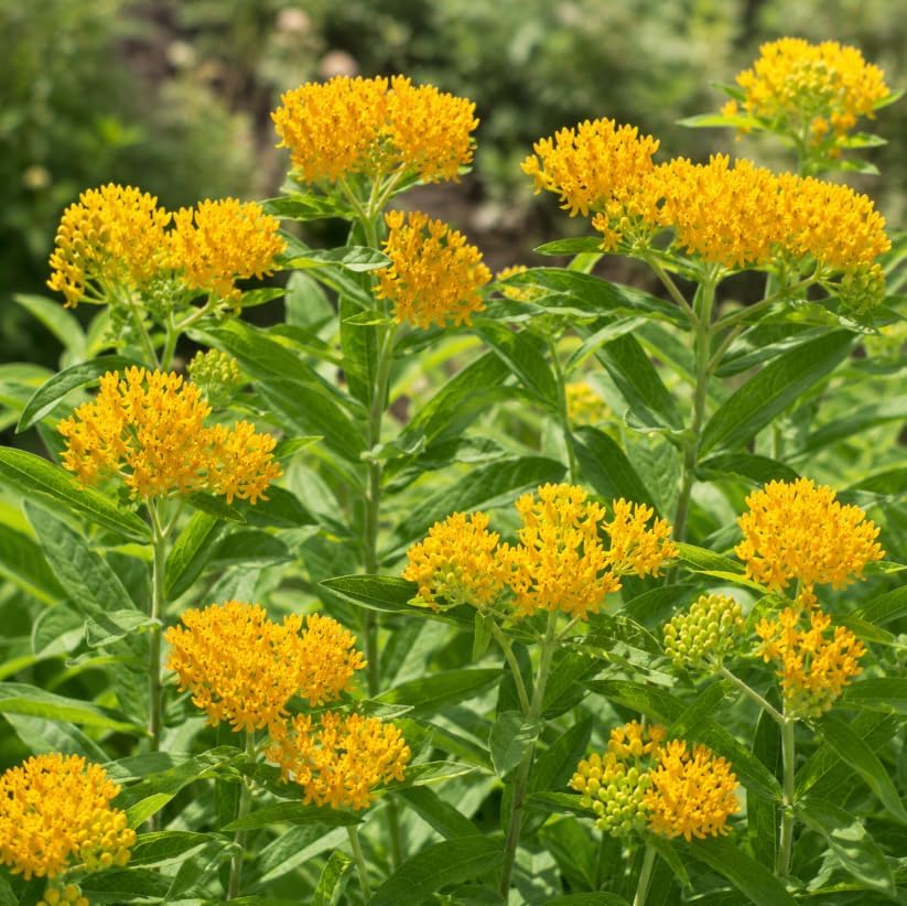 2 Pack Yellow Milkweed Asclepias Live Plants, 4-6 Inches Tall, Perennial Butterfly Milkweed Flowering Plants for Garden Beds and Containers - Image 2