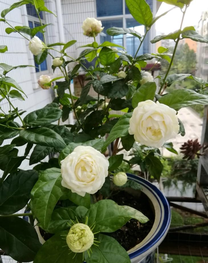 Double Bloom Jasmine Live Plant 4-6 Inch Tall, Fragrant White Flower Plant for Home Garden - Image 4