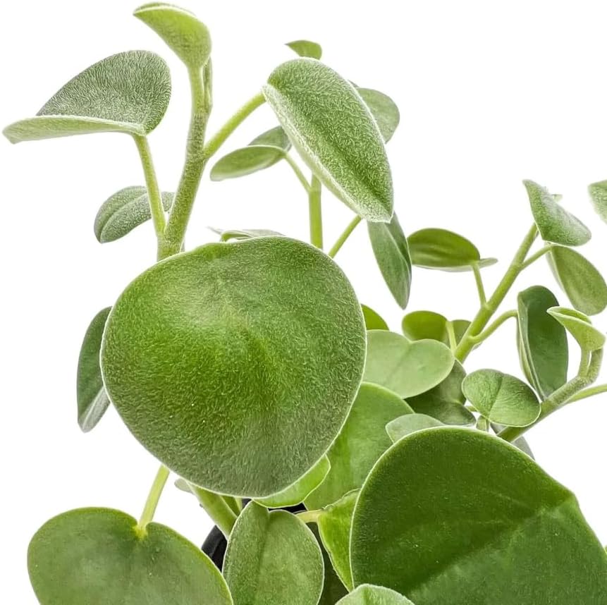 Variety of Peperomia Live Plant for Houseplant Tropical Shurb 4" Pot (Felted Peperomia Plant) - Image 7