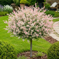 Japanese Dappled Nishiki Willow Tree - 24-36" Tall Live Plant - Gallon Pot by Unknown