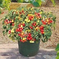 Patio Garden Special Seeds (20 Seed Pack) by Unknown