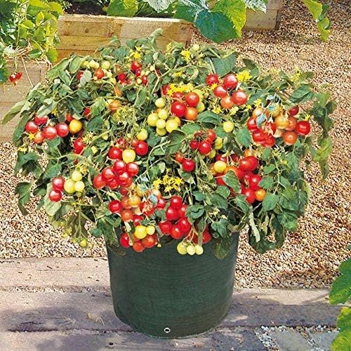 Patio Garden Special Seeds (20 Seed Pack) by Unknown