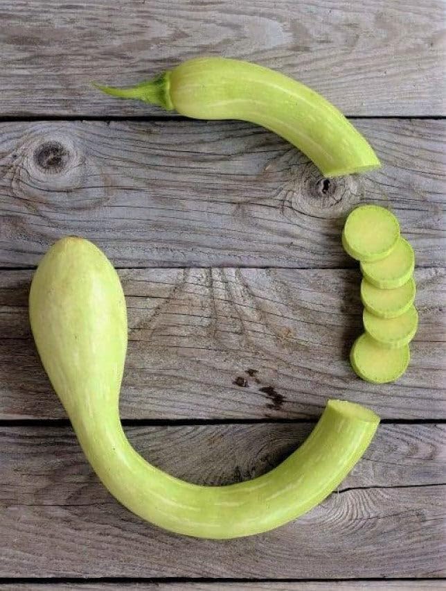Tromboncino Squash Seeds - 90+ Count - for 2026 Planting Italian Zuchetta Rampicante Trombetta Tromboncino Zucchini Cucuzza Snake Bottle Gourd Vegetable Grow Your Own Home Farm Patio - Image 7