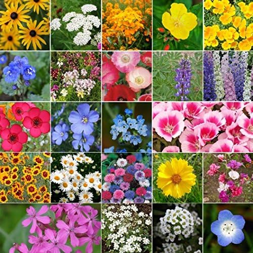 ~ Coastal California Wildflower Seed Mix 23 Species of Wildflower Seeds (25 lbs) by DirtGoddessSuperSeeds