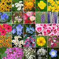 ~ Coastal California Wildflower Seed Mix 23 Species of Wildflower Seeds (25 lbs) by DirtGoddessSuperSeeds