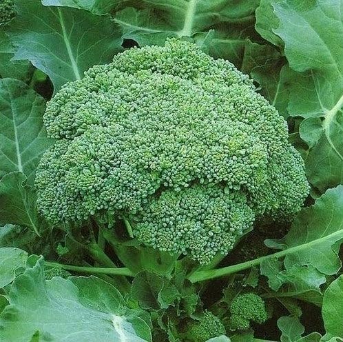 25 Variety Pack Vegetable Garden Seed Collection, Including Tomatoes, Peppers, Herbs, Leafy Greens and More - Image 3