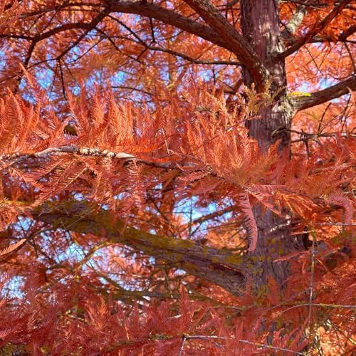 Redwood Tree Live 8-12" Tall in Quart Pot, Fast Growing Redwood Seedling, Low Maintenance, Hardy Ornamental Landscape Tree for Garden & Landscape - Image 4
