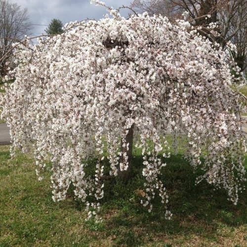 Weeping Cherry Blossom Tree Live Plant, Ornamental Flowers, 8-12" Tall - Image 6