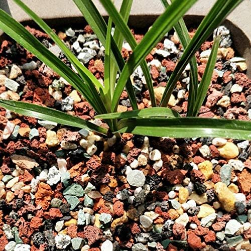 Mix Horticultural Lava Pebbles Pumice Potting Soil Amendment Succulent Cactus Bonsai Gritty Rock Decorative Gravel Plant Drainage Volcanic Rock for Terrarium Fairy Gardening Top Dressing 2.2lb - Image 4
