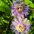 2 Purple Passion Flower Live Plants, Passiflora Vine to Grow 5-7" Tall by AVERAR