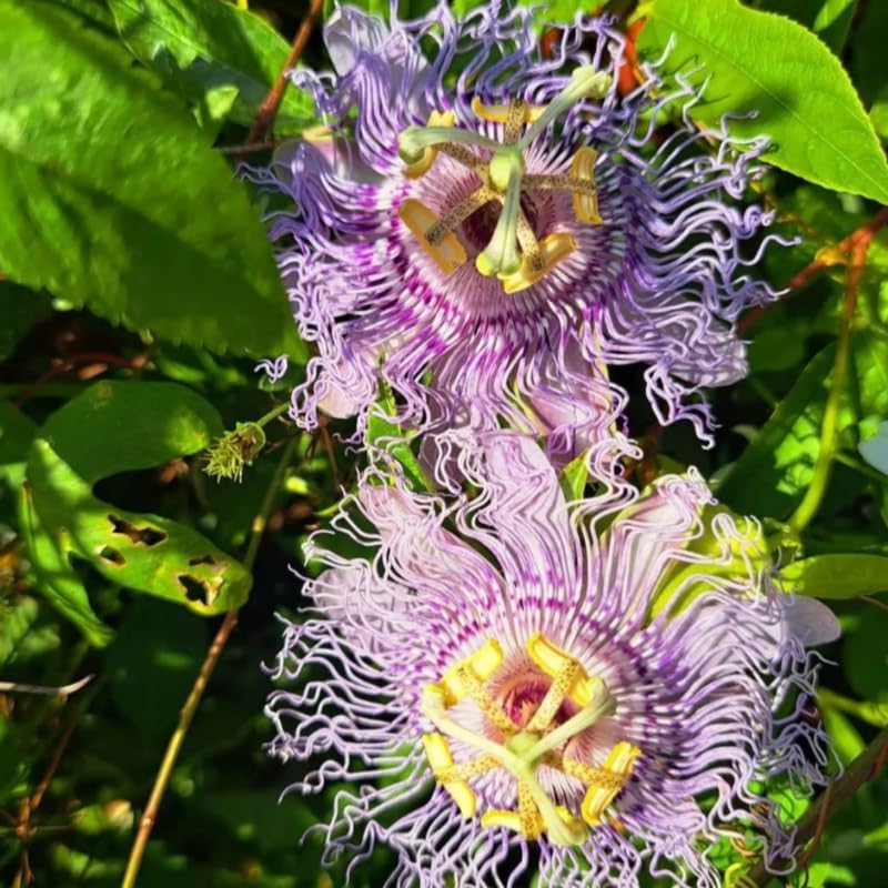 2 Purple Passion Flower Live Plants, Passiflora Vine to Grow 5-7" Tall by AVERAR
