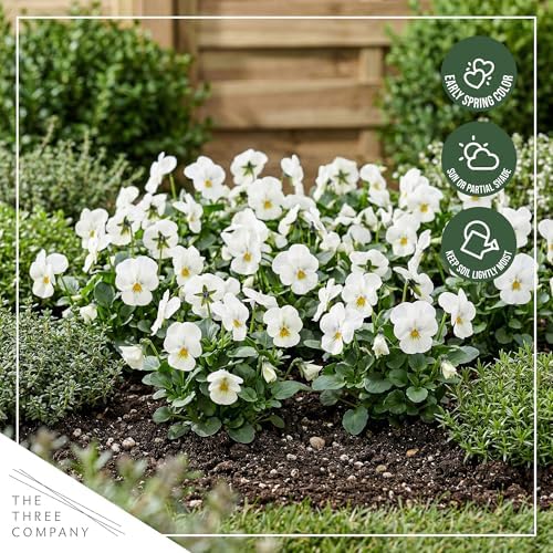 Pansy - White Blotch (4 Pack), Live Winter Flowering Annual, Beautiful Winter Color, 6" Tall by 4" Wide in 1 Pt Pot - Image 7