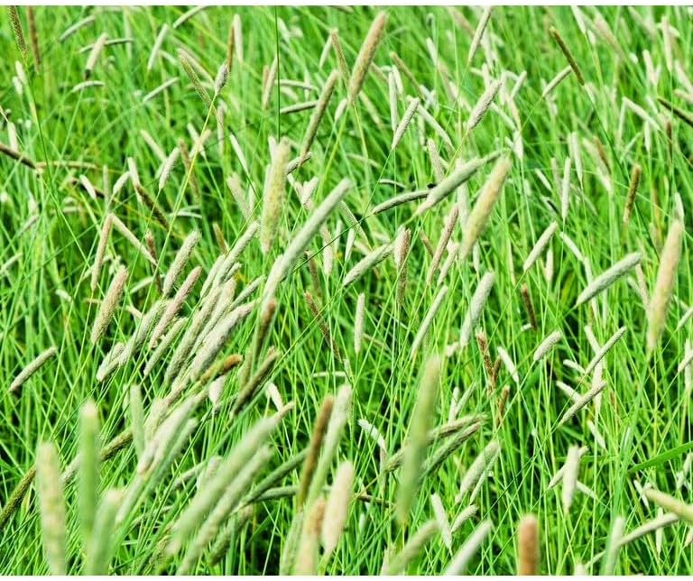 Climax Timothy Grass Seeds, 5 Pounds Non-GMO Pure Seeds by Seeds2Go - Image 4