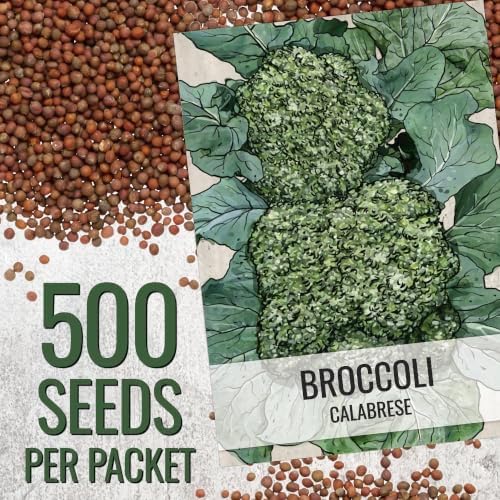 Seed Needs Calabrese Broccoli Seeds to Plant Heirloom & Non-GMO 20 Packs - Image 3