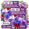 1,600 Mix Bachelor Button Heirloom Flower Seeds, Centaurea cyanus by KVITER
