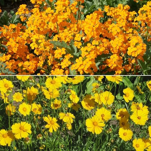 Ferry-Morse Cool Season Bulk Wildflower Seeds, 500,000+, 1 lb - Image 3
