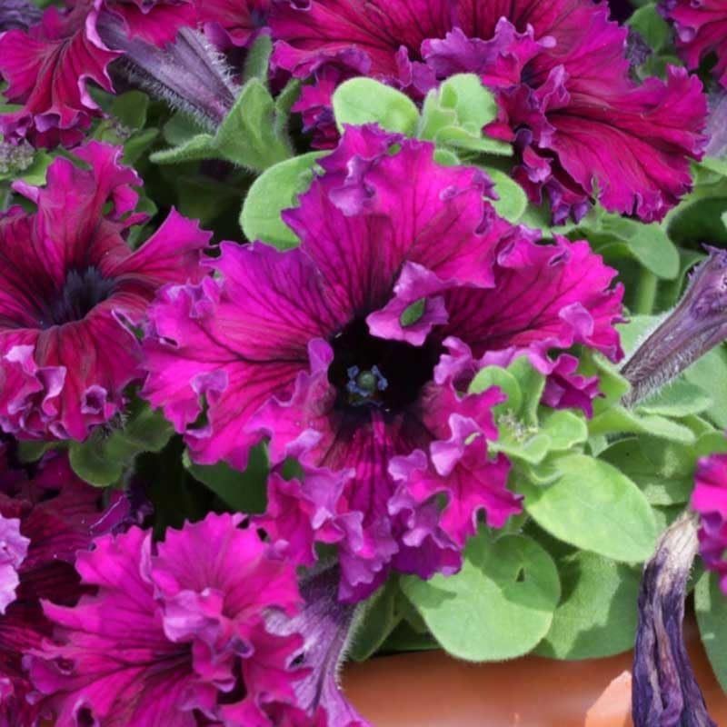 Eden Brothers Petunia Seeds - Espresso Frappe Ruby - Image 3