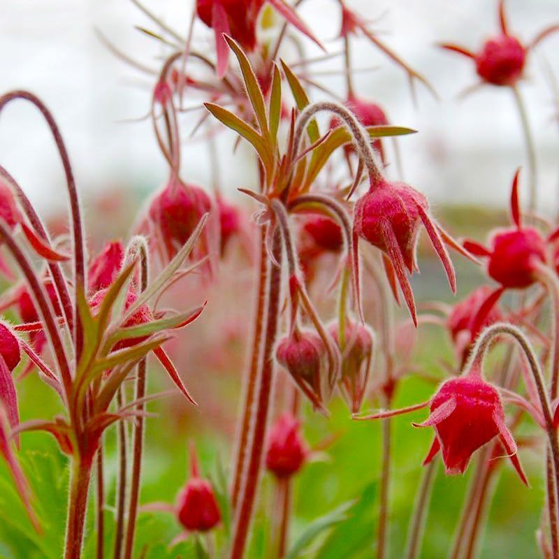50+ Perennial Pink Prairie Smoke Seeds for Planting - Drought Tolerant Ground Cover, Attracts Pollinators,Low Maintenance for Rock Gardens, Rare Wildflower Seeds - Image 5