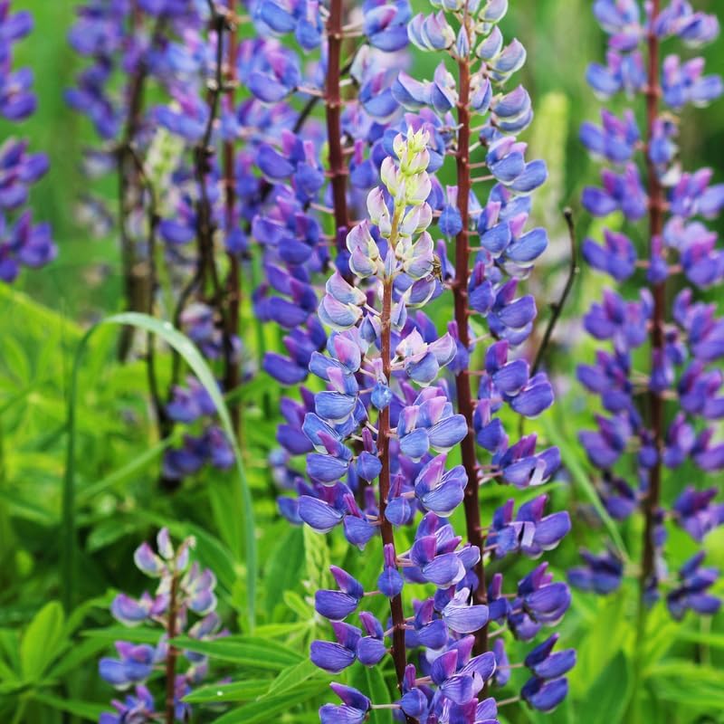 Wild Lupine Live Plant, 6-8" Tall in 6" Pot, Grow Robust, Easy to Care Vibrant Blue Flowers for Pollinator Gardens - Image 5