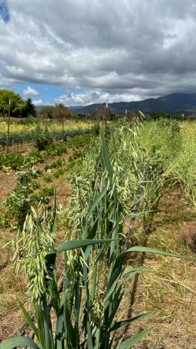 All Good Things Organic Common Oat Seeds for Planting: 275 Count - Image 6
