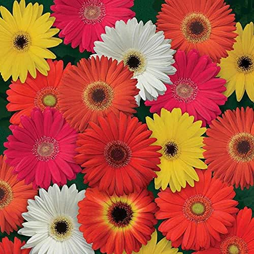 Outsidepride Colorbloom Mix Gerbera Seeds - 10 Pcs Perennial, Compact & Low Maintenance, Flower Seeds for Planting w/Vibrant Mixed Blooms, Ideal for Garden Landscaping & Cut Flower Arrangements by Outsidepride