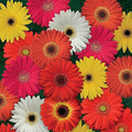 Outsidepride Colorbloom Mix Gerbera Seeds - 10 Pcs Perennial, Compact & Low Maintenance, Flower Seeds for Planting w/Vibrant Mixed Blooms, Ideal for Garden Landscaping & Cut Flower Arrangements by Outsidepride