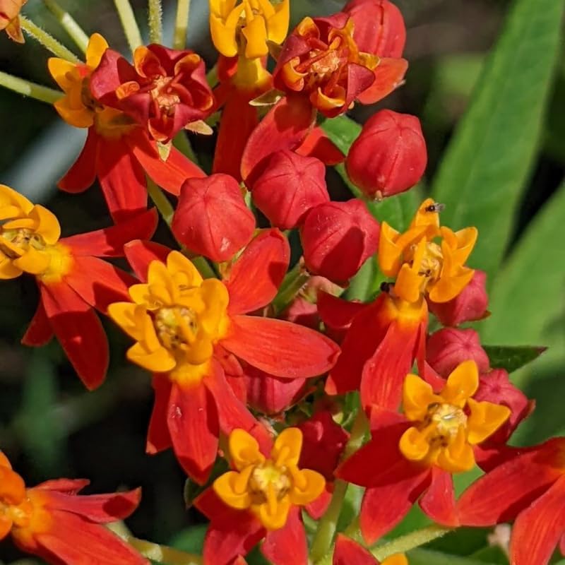 2 Milkweed Live Plants, 5-9 Inch Tall, Asclepias Tuberosa - Image 2