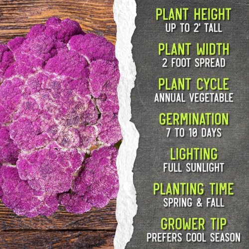 Seed Needs Purple Sicily Cauliflower Seeds to Plant Heirloom 2 Packs - Image 7