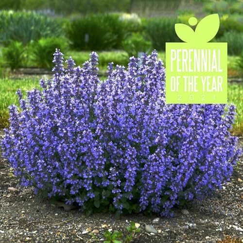 Nepeta 'Cat's Pajamas', Proven Winners, flowering plant, Cnt Sz: 4.5" - Image 3