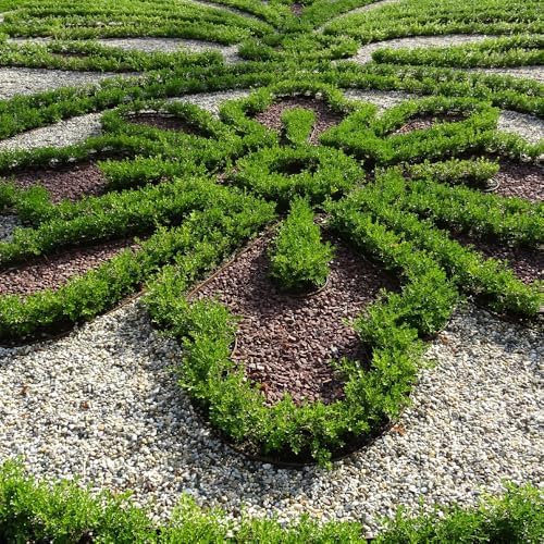 Better Boxwood 1 Gal. Babylon Beauty Shrub - Image 2