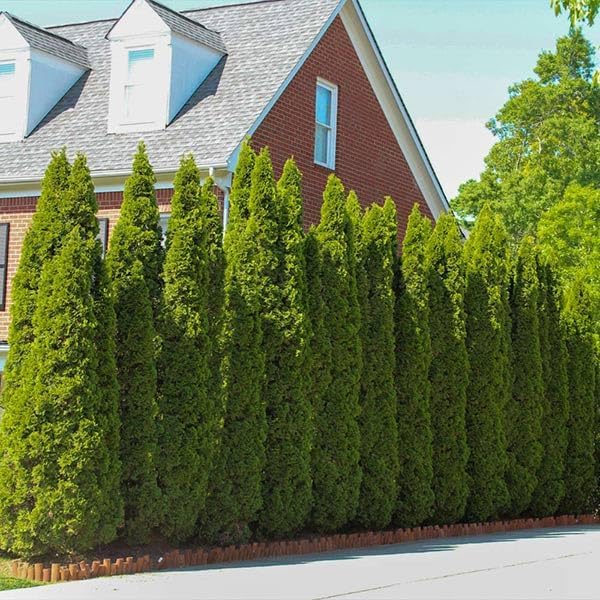 Brighter Blooms - Emerald Green Arborvitae, 4-5 ft. by BrighterBlooms
