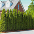 Brighter Blooms - Emerald Green Arborvitae, 4-5 ft. by BrighterBlooms