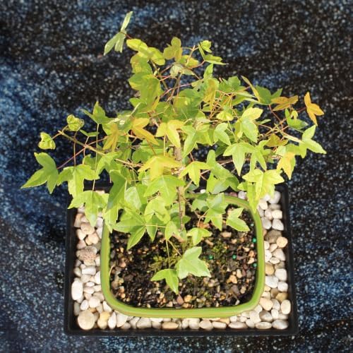 Brussel's Bonsai - Small Maple Live Bonsai Tree with Tray, Indoor Plant - Image 6