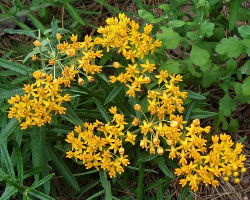 Set 3 Yellow Milkweed Flowers Plants Yellow Asclepias Plants Perennial Milkweed Flowers Bushes 4-6 Inch Tall - Image 5