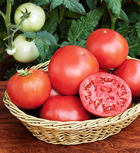 Bonnie Plants Bush Goliath Tomato, Live Plant, 19.3 oz., 4-Pack - Image 4