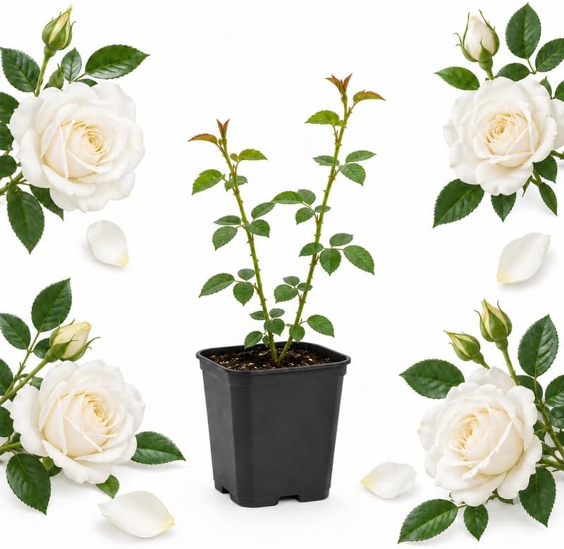 White Climbing Roses Live Plant 4-6" Tall in Medium Pot, Heirloom Climbing Rose Bush, Fragrant High-Yielding Perennial Flowering Vine for Trellis & Fence by GINGERGLOW
