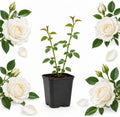 White Climbing Roses Live Plant 4-6" Tall in Medium Pot, Heirloom Climbing Rose Bush, Fragrant High-Yielding Perennial Flowering Vine for Trellis & Fence by GINGERGLOW