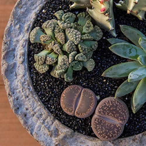 Altman Plants, Mimicry Succulents Plants Live Mini Succulents (4 Pack), Lithops Live Plants Outdoor or Live Indoor Plants, Living Stones Succulent Plants Live Houseplants, Succulent Plant House Plants - Image 3