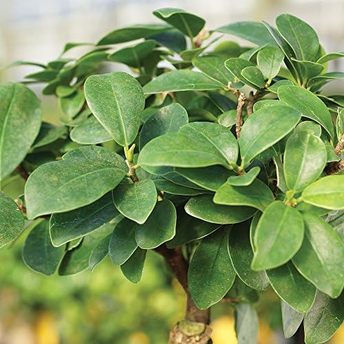 Brussel's Bonsai - Small Ficus Live Bonsai Tree, Potted Indoor Plant - Image 3