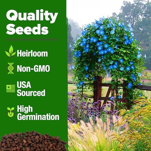 HOME GROWN Heavenly Blue Morning Glory Seeds, 150 Seeds, Ipomoea tricolor - Image 3
