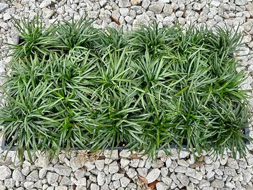 Dwarf Mondo Grass (Ophiopogon japonicus 'Nanus') - 18 Live Plants in 3-Inch Pots, Evergreen Groundcover 2-4 Inches Tall, Shade Loving - Image 3