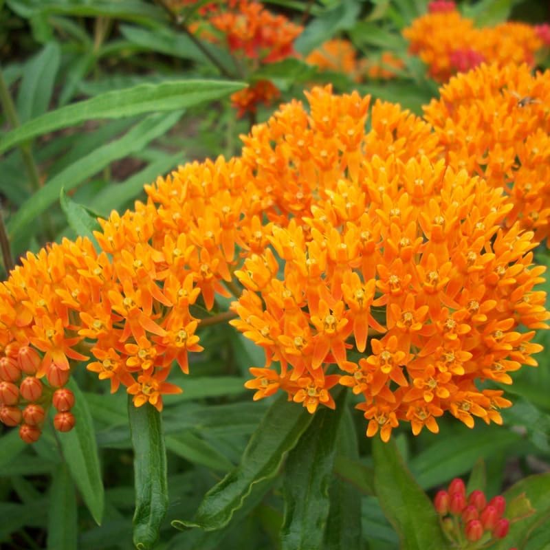 2 Orange Milkweed Plants, 5-8" Tall Butterfly Milkweed Plants - Image 4