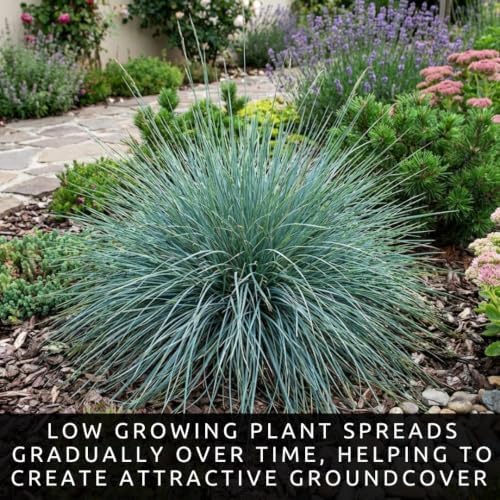 3 Blue Wood Sedge (Carex flaccosperma) Live Plant Plug – Native Evergreen Ornamental Grass – Shade Loving Groundcover – Low Maintenance Landscape Perennial (3 Plugs) - Image 2