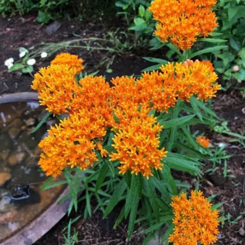 4 Orange Milkweed Live Plants, Flower Plant, 1-3 Inch Tall - Image 6