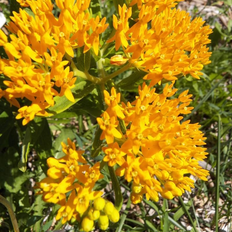 2 Yellow Milkweed Live Plants, Perennial Flower Plant, 4-8 Inch Tall - Image 4